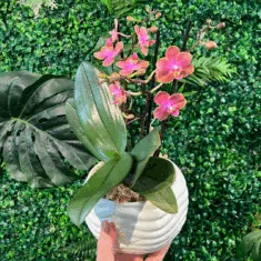 Phalaenopsis Scented Mini Orchids