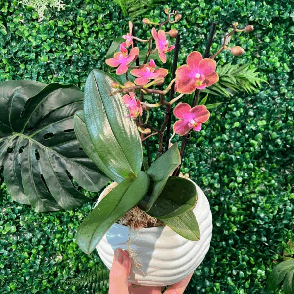 Mini orchid plants Phalaenopsis Scented Mini Orchids - Image 1