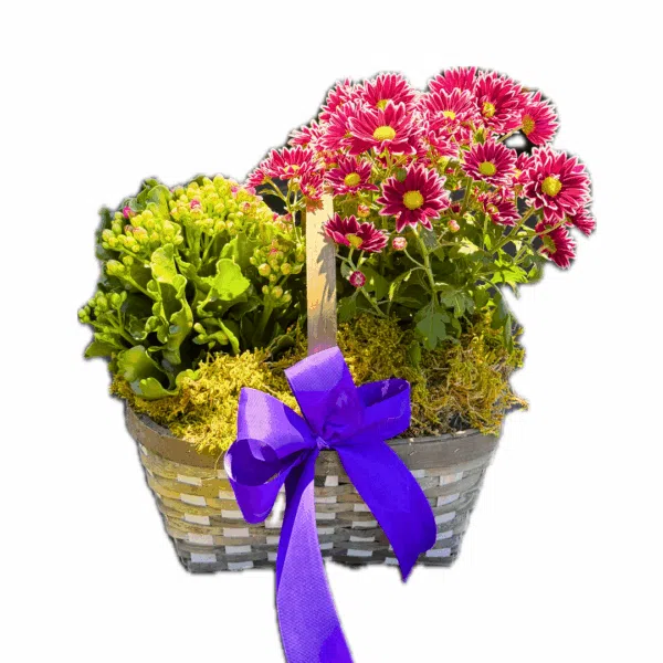 insta fascebook website post size -4 Plants Basket - Image 1