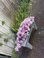 Orchid Casket Spray - Image 2