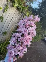 Orchid Casket Spray