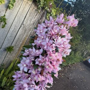 Orchid Casket Spray